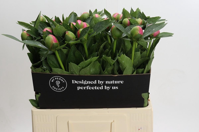 <h4>Paeonia Etched Salmon</h4>