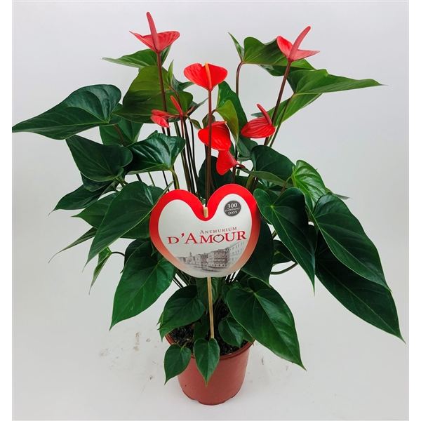 <h4>Anthurium 'Pure Orange'</h4>