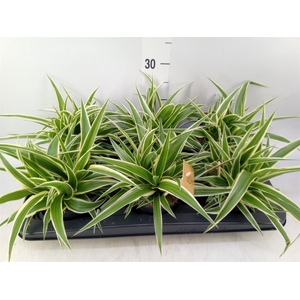 Chlorophytum com. 'Ocean'