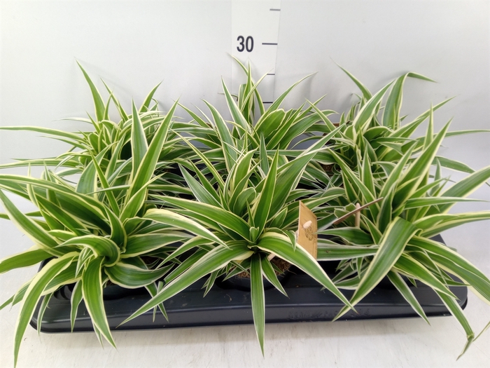 <h4>Chlorophytum com. 'Ocean'</h4>
