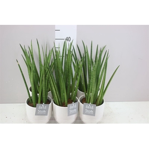 Sansevieria Cylindrica In Liv Keramiek