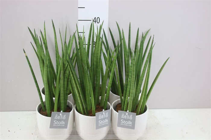 <h4>Sansevieria Cylindrica In Liv Keramiek</h4>