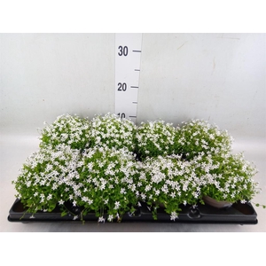 Isotoma axillaris 'Shooting Star'