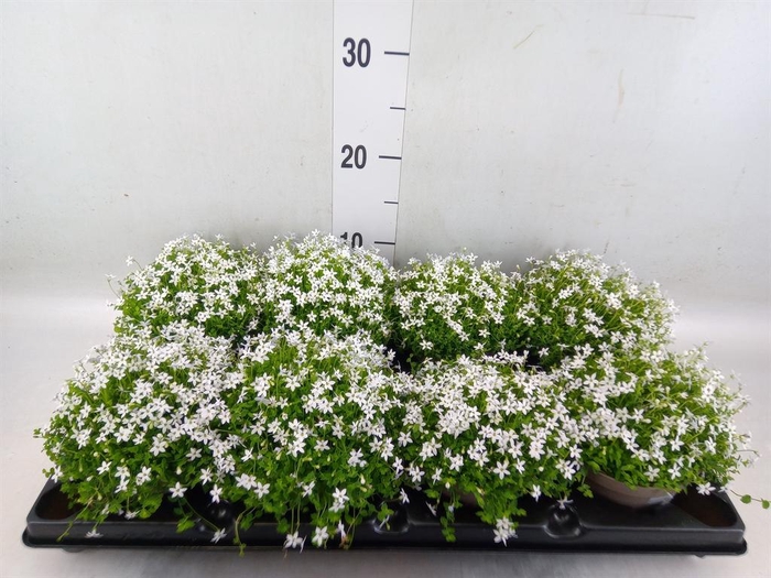 <h4>Isotoma axillaris 'Shooting Star'</h4>