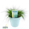 Festuca gautieri Amigreen