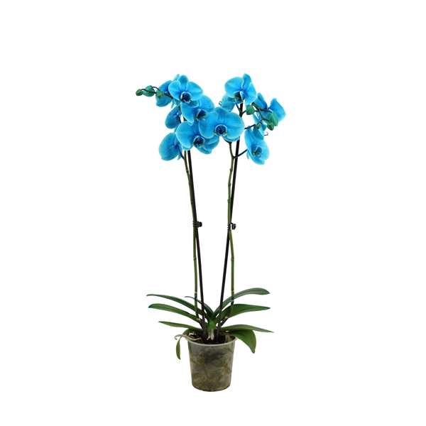 <h4>Phal I Am Ocean Blue 2T18+ Lang</h4>