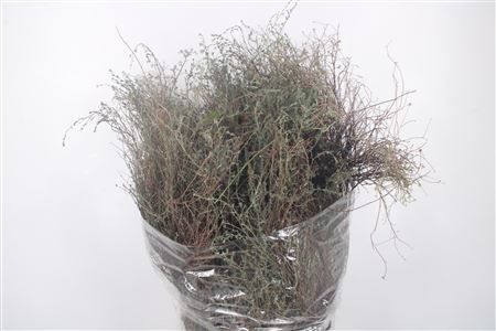 <h4>Thym Falso Per Bunch 250 Gram</h4>