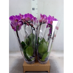 Phalaenopsis  'Elegant Cascade'