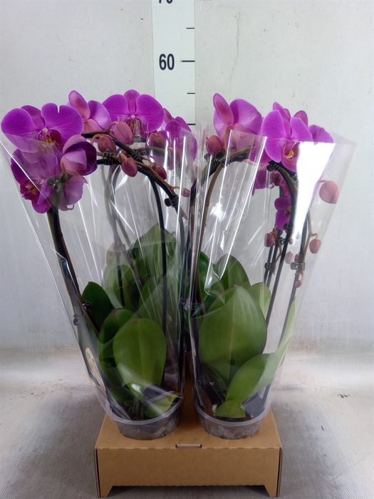 <h4>Phalaenopsis  'Elegant Cascade'</h4>
