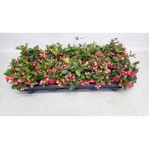 GAULTHERIA  'BIG BERRY'