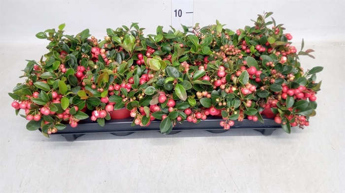 <h4>GAULTHERIA 'BIG BERRY'</h4>