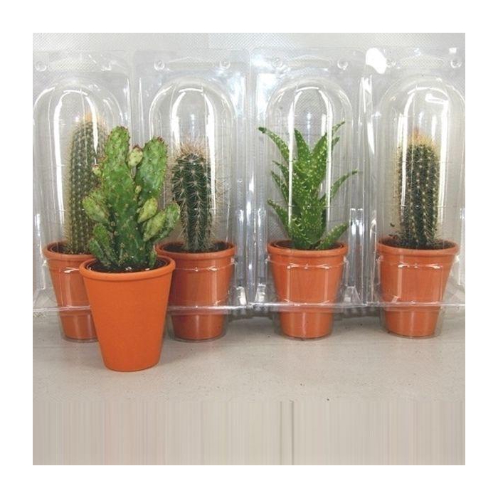 <h4>CACTUS GEM</h4>