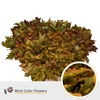 QUERC RUBRA 80CM FROST AUTUMN