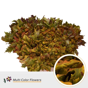 Eik Grof (80 cm) Autumn (geel/bordeaux gespikkeld)