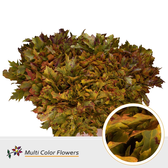 <h4>Eik Grof (80 cm) Autumn (geel/bordeaux gespikkeld)</h4>