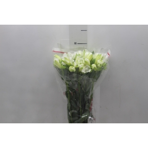 ALSTROEMERIA MISTRAL 060 CM