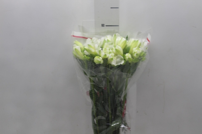 <h4>ALSTROEMERIA MISTRAL 060 CM</h4>