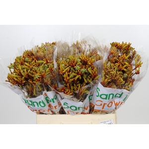 Anigozanthos Gold Fever