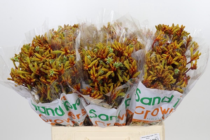 <h4>Anigozanthos Gold Fever</h4>