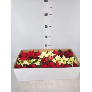 Euphorbia pulc.   ...mix