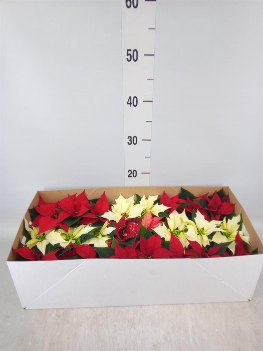 <h4>Euphorbia pulc.   ...mix</h4>