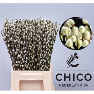 Salix Ca Snow Flake 50cm Chico