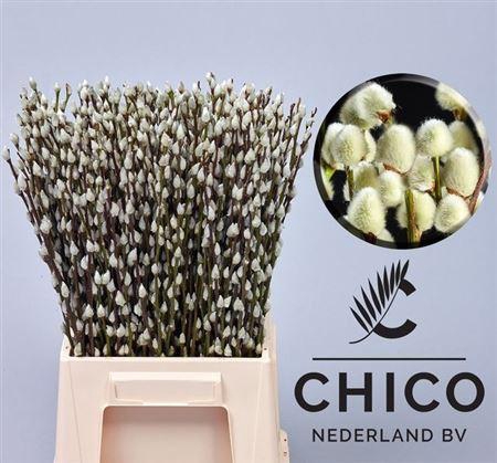 <h4>Salix Ca Snow Flake 50cm Chico</h4>
