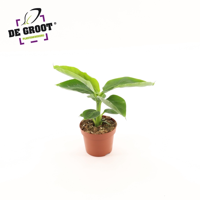 <h4>Musa "Oriental Dwarf"</h4>