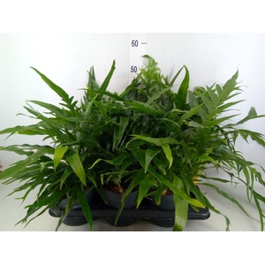 Aglaomorpha coronans   ...juveniel