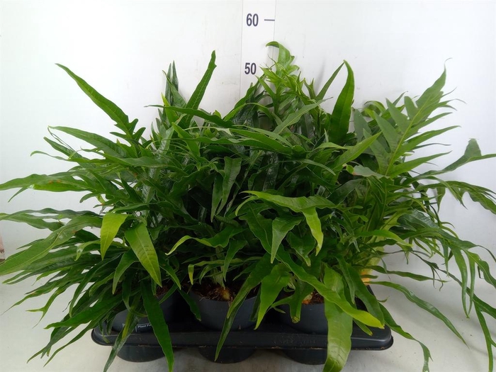 <h4>Aglaomorpha coronans   ...juveniel</h4>