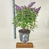 Buddleja Butterfly Candy Lila Sweet