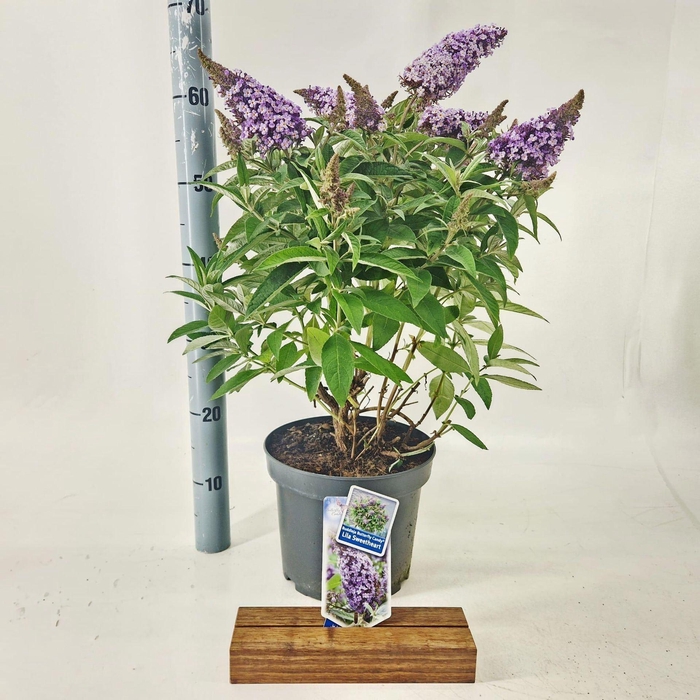 Buddleja Butterfly Candy Lila Sweet