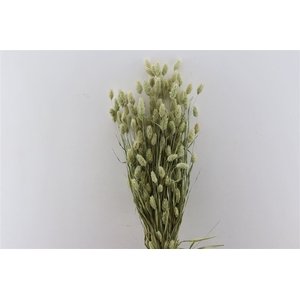 Dried Phalaris Naturel Bunch