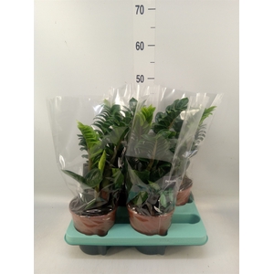 Zamioculcas zamiifolia 'Zenzi'