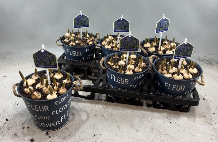 <h4>ARR MUSCARI</h4>