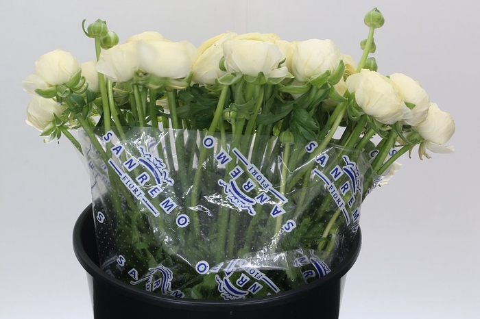 <h4>Ranunculus Clooney Comedia Super</h4>