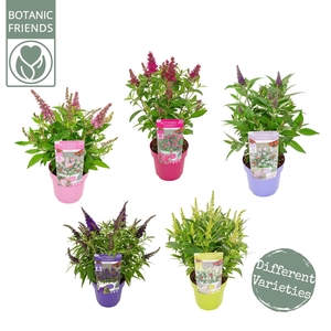 Buddleja Butterfly Candy Gemengd