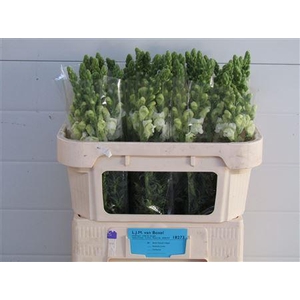 Antirrhinum Poto White 70cm