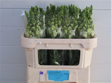 <h4>Antirrhinum Poto White 70cm</h4>
