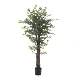 Af Ficus Benjamina Pot H150cm