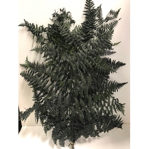 Leather Fern 60gr groen