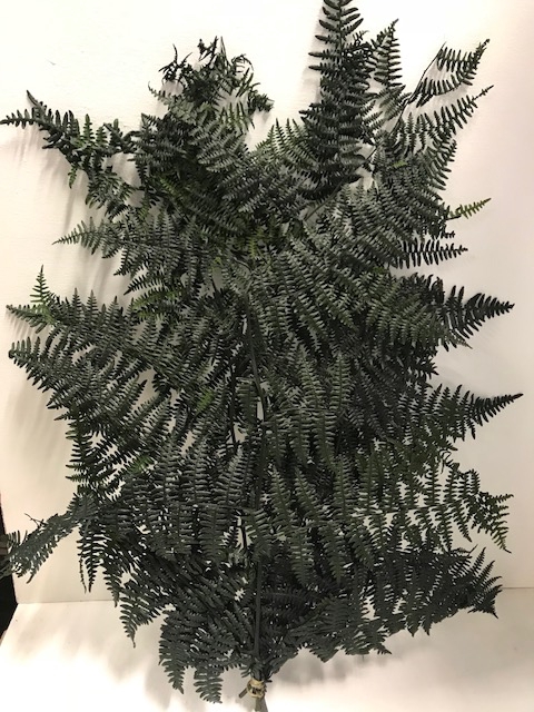 Leather Fern 60gr groen