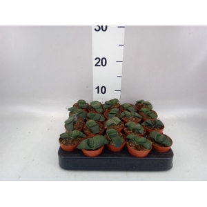 Gasteria  'Amour'