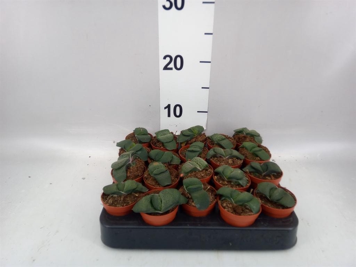 <h4>Gasteria  'Amour'</h4>