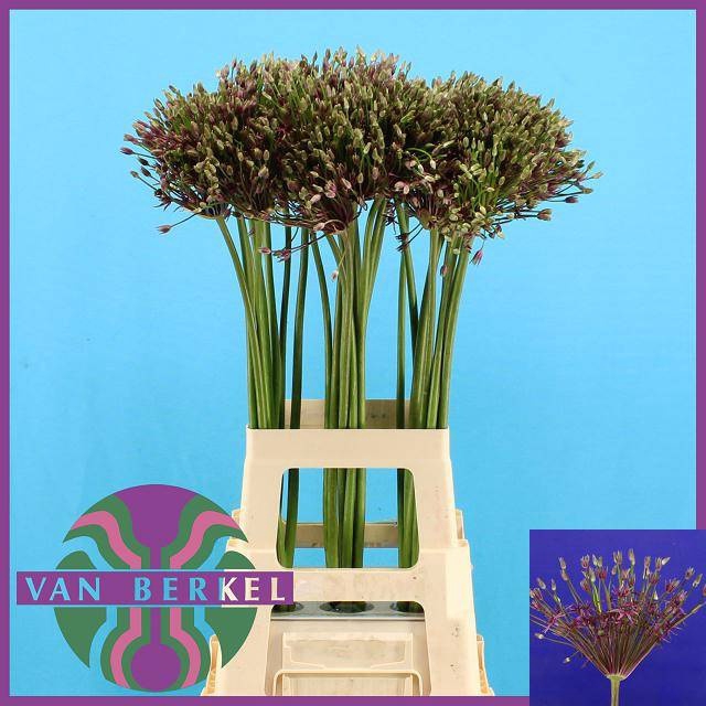 <h4>ALLIUM SPIDER</h4>
