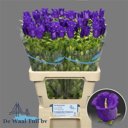 <h4>Campanula M Champion Blue</h4>