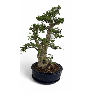 Carmona macrophylla, Pot 36cm. Height 110cm. (Single item)