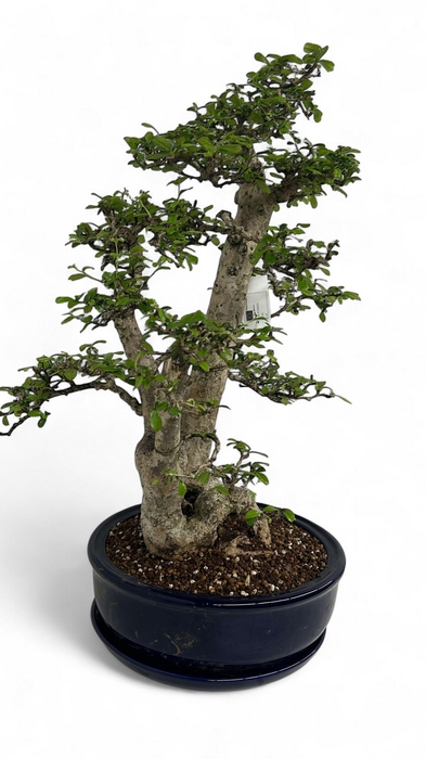 <h4>Carmona macrophylla, Pot 36cm. Height 110cm. (Single item)</h4>