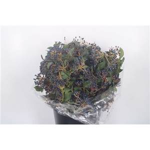 Vib Berry Black Per Bunch 250 Gram