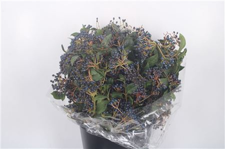 <h4>Vib Berry Black Per Bunch 250 Gram</h4>